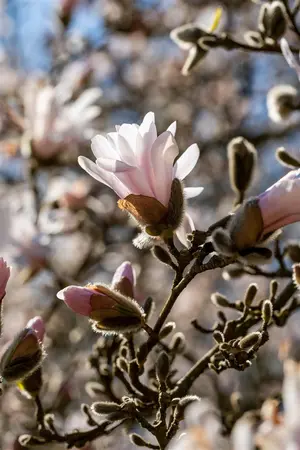 Magnolia loebneri 'Pink Perfection' - 60-80 CM C7.5 - image 3