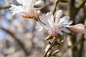 Magnolia loebneri 'Pink Perfection' - 60-80 CM C7.5 - image 5
