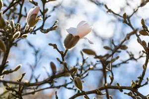 Magnolia loebneri 'Pink Perfection'