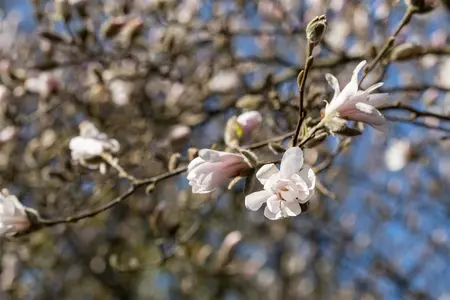Magnolia loebneri 'Pink Perfection' - 60-80 CM C7.5 - image 4