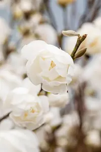 Magnolia loebneri 'Wildcat' - 150-175 CM C20 - image 3