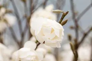 Magnolia loebneri 'Wildcat' - 60-80 CM RB - image 1