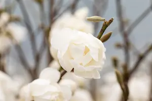 Magnolia loebneri 'Wildcat' - 100-125 CM C20 - image 3