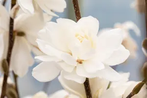 Magnolia loebneri 'Wildcat' - 150-175 CM C20 - image 2