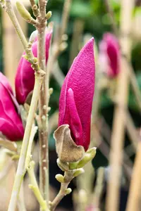 Magnolia 'March Till Frost'  - 80 CM STEM C15 - image 3