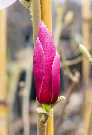 Magnolia 'March Till Frost'  - 80 CM STEM C15 - image 5