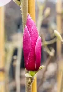 Magnolia 'March Till Frost'  - 80 CM STEM C15 - image 5