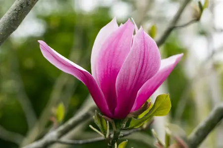 Magnolia 'March Till Frost'  - 80 CM STEM C15 - image 1