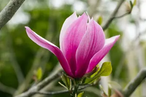 Magnolia 'March Till Frost' 