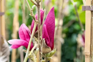 Magnolia 'March Till Frost'  - 80 CM STEM C15 - image 4