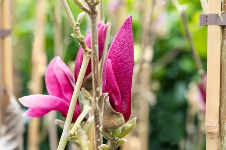 Magnolia 'March Till Frost'  - 80-100 CM C12 - image 3