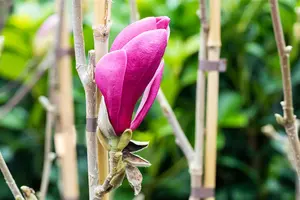 Magnolia 'March Till Frost'  - 80-100 CM C12 - image 5