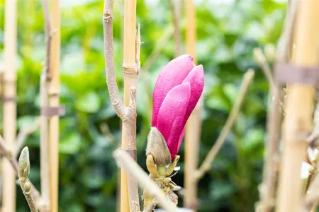 Magnolia 'March Till Frost'  - P9 - image 5