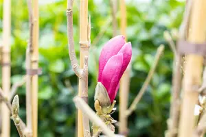 Magnolia 'March Till Frost'  - P9 - image 5