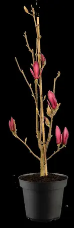 Magnolia 'March Till Frost'  - 80 CM STEM C15 - image 2