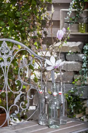 Magnolia 'Pink Ice' - 125-150 CM C5 WHIP - image 1