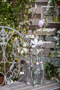 Magnolia 'Pink Ice' - 125-150 CM C5 WHIP - image 1