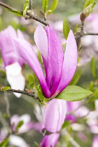 Magnolia 'Randy'