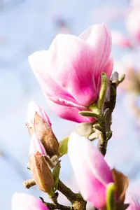 Magnolia 'Red Lucky' - 200-225 CM C35