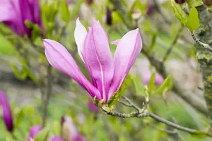 Magnolia 'Ricki'