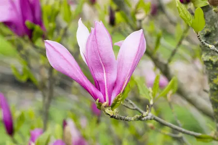 Magnolia 'Ricki' - 80-100 CM RB