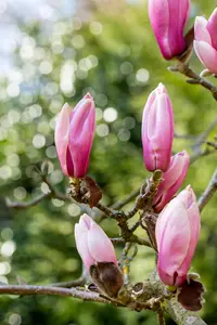 Magnolia 'Rose Marie'