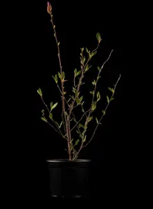 Magnolia sieboldii