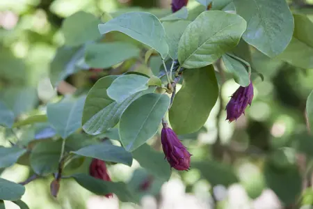 Magnolia sieboldii - 30-40 CM C2 - image 3