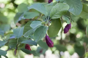 Magnolia sieboldii - 125-150 CM RB BUSH - image 3