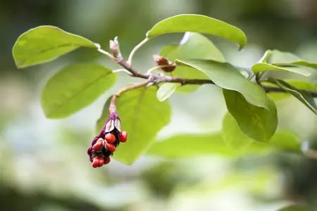 Magnolia sieboldii - 40-60 CM C5 - image 1