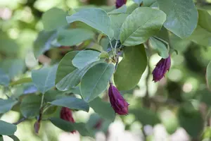 Magnolia sieboldii - P12 - image 2