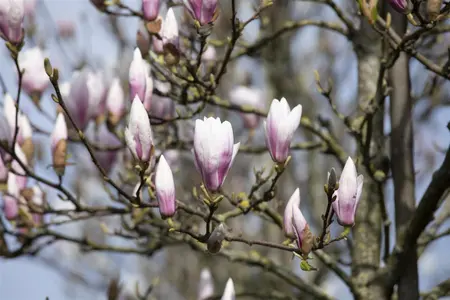 Magnolia soulangeana - MULTISTEM 175-200 CM C40 - image 2
