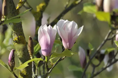 Magnolia soulangeana - MULTISTEM 175-200 CM C40 - image 5