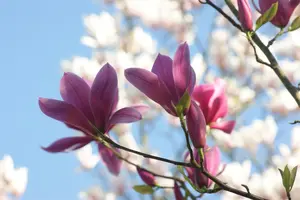 Magnolia 'Starburst'?