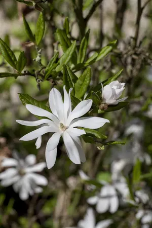 Magnolia stellata - 80 CM STEM C10 - image 4