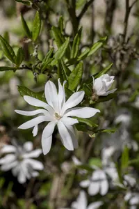 Magnolia stellata - MULTISTEM 125-150 CM RB - image 4