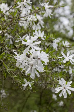 Magnolia stellata - STD 8-10 CM CONT     - image 3