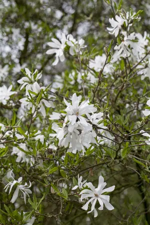 Magnolia stellata - SOLITAIR 100-125 CM C40 - image 4