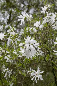 Magnolia stellata - SOLITAIR 100-125 CM C40 - image 4