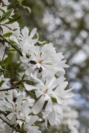 Magnolia stellata - SOLITAIR 100-125 CM C40 - image 5