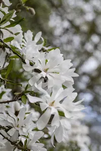 Magnolia stellata - SOLITAIR 100-125 CM C40 - image 5