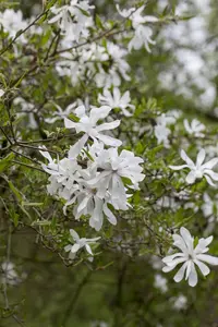 Magnolia stellata - MULTISTEM 175-200 CM C90 - image 3