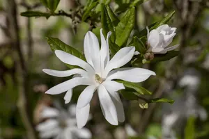 Magnolia stellata - 1/2 STDS C10 - image 3