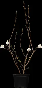 Magnolia stellata