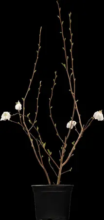Magnolia stellata - 1/2 STDS C10 - image 1