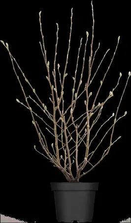 Magnolia stellata - 80 CM STEM 7.5 L - image 2
