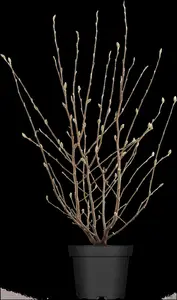 Magnolia stellata - 80 CM STEM C10 - image 2