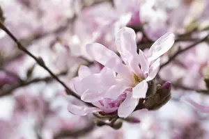Magnolia stellata 'Rosea'