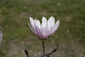 Magnolia stellata 'Rosea' - P9 - image 2