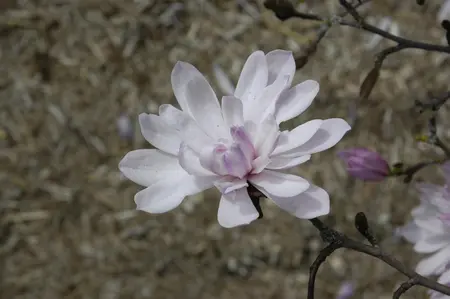 Magnolia stellata 'Rosea' - P9 - image 5